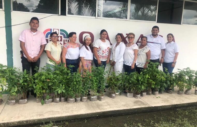 Huertos familiares en Acatlán, alternativa de las mujeres para una economía sustentable