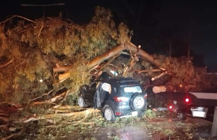 Ebrio conductor choca con árbol caído y lesiona a bombero