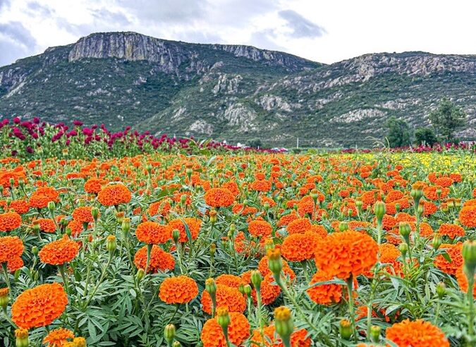 Todo listo para la segunda Feria de las Flores de Muertos en Unión Zapata