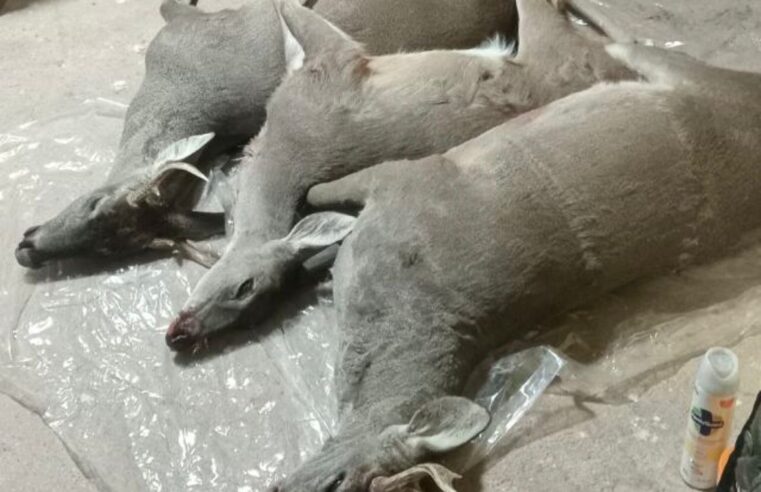 Cacería indiscriminada de Venados y especies en peligro de extinción en Santa María Albarradas