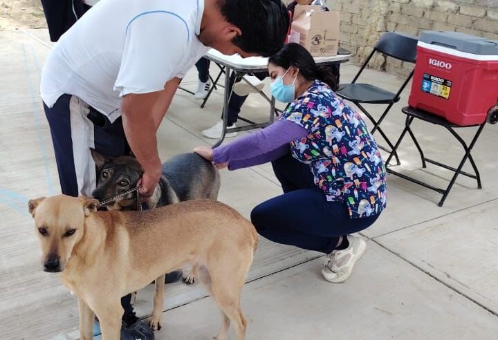 Arranca Jornada Antirrábica Gratuita en San Antonio de la Cal: 135 mascotas vacunadas en el primer día
