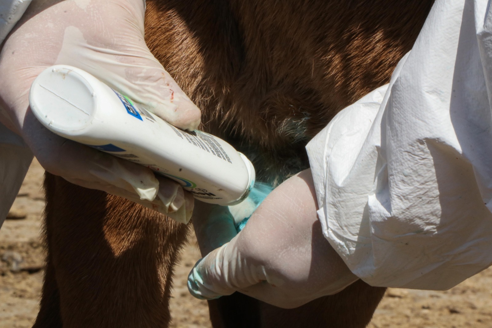 Se suma Xoxocotlán a campaña preventiva contra el gusano barrenador