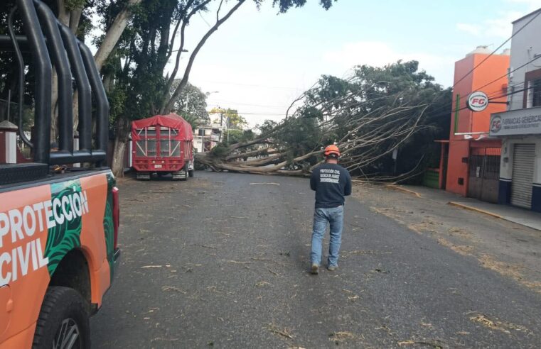 Pide Ayuntamiento de Oaxaca de Juárez a la población mantenerse alerta ante afectaciones por intensos vientos
