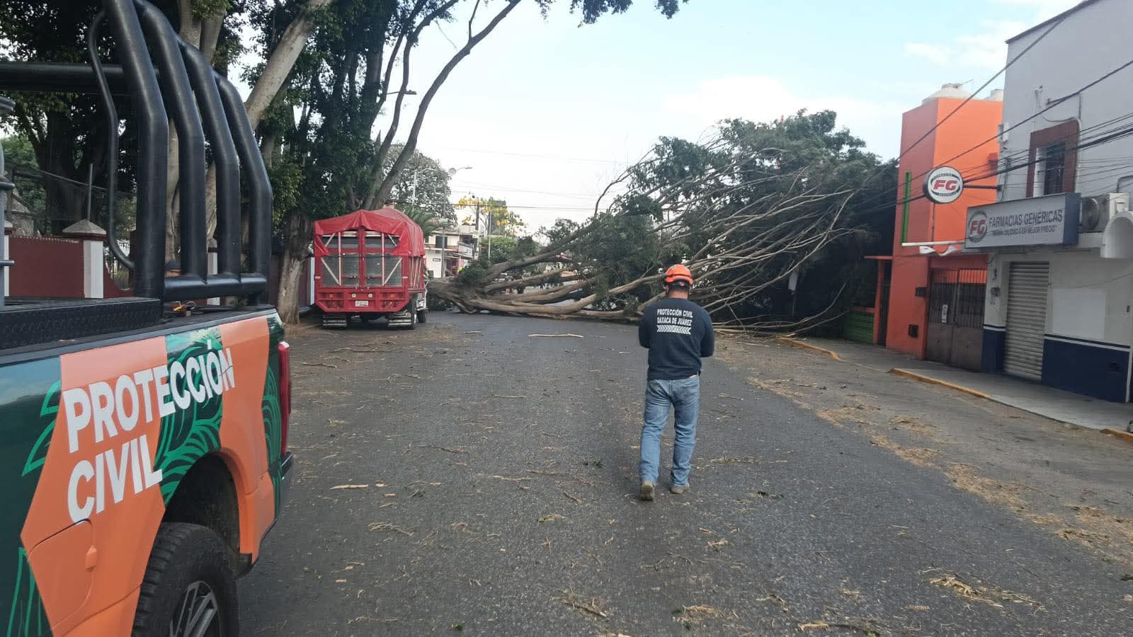 Pide Ayuntamiento de Oaxaca de Juárez a la población mantenerse alerta ante afectaciones por intensos vientos