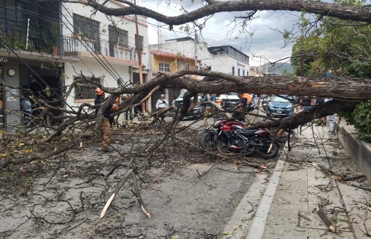 Vientos huracanados derriban al menos una decena de árboles en la Zona Metropolitana de Oaxaca