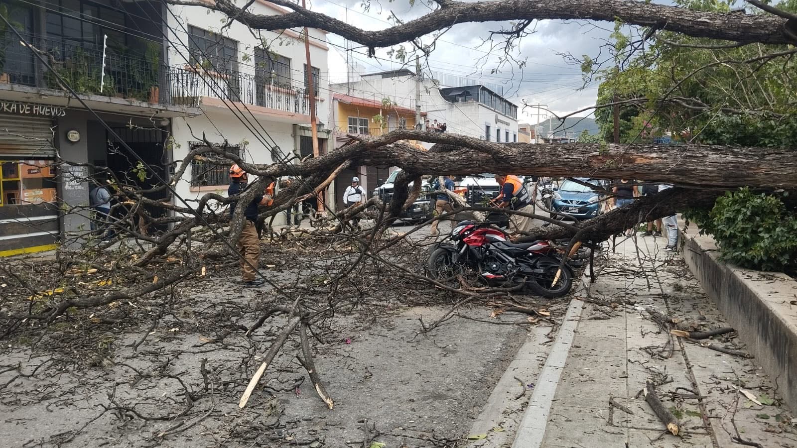 Vientos huracanados derriban al menos una decena de árboles en la Zona Metropolitana de Oaxaca