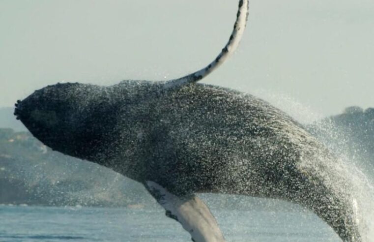 Oaxaca crea red para proteger a la ballena jorobada en la Costa