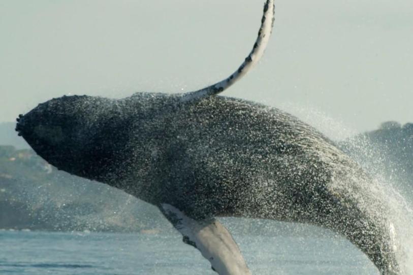 Oaxaca crea red para proteger a la ballena jorobada en la Costa
