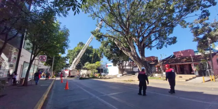Bomberos podan cuatro árboles en la calzada Porfirio Díaz para prevenir riesgos