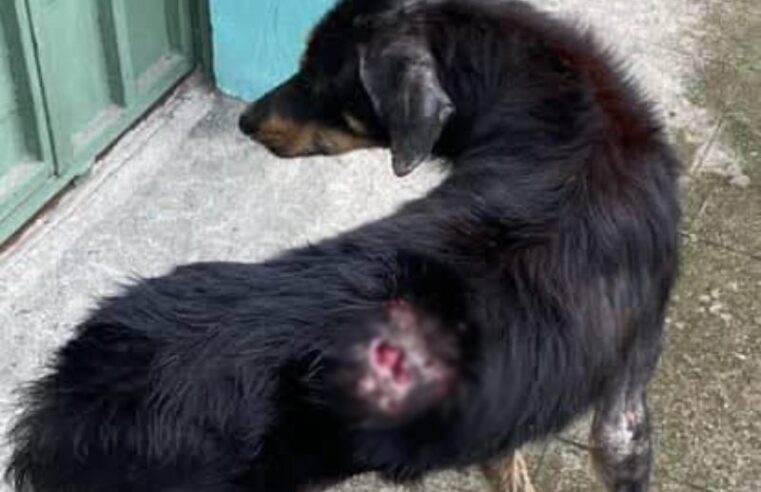 Oaxaca rebasa los mil perros afectados por gusano barrenador; la capital encabeza los casos