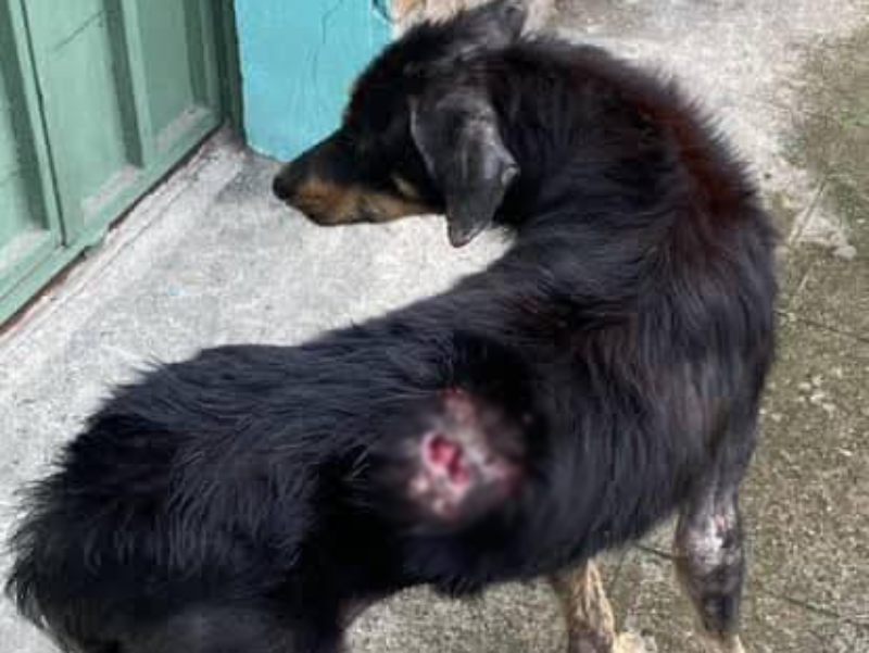 Oaxaca rebasa los mil perros afectados por gusano barrenador; la capital encabeza los casos